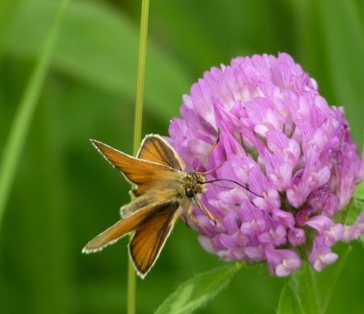 European skipper - Cherokee Marsh, Madison, WI - June 24, 2011 