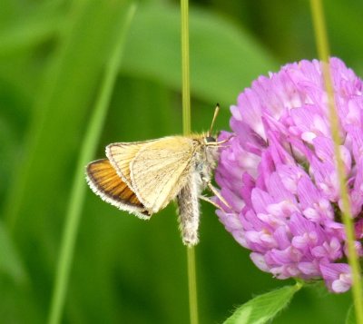 European skipper - Cherokee Marsh, Madison, WI - June 24, 2011 