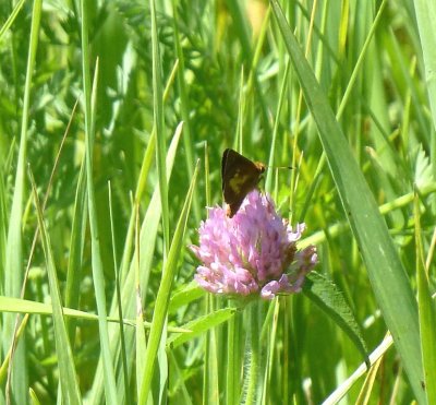 Mulberry wing skipper - near Black Earth, WI - 2011-07-04