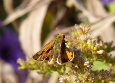 Fiery skipper - McKee Park, Fitchburg, WI - October 12, 2010