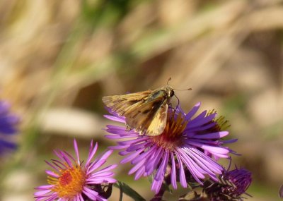 Fiery skipper - McKee Park, Fitchburg, WI - October 12, 2010