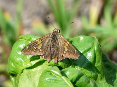 Silver-spotted skipper - Fitchburg, WI - September 19, 2008