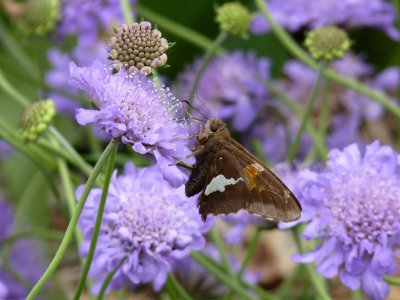 Silver-spotted skipper - Fitchburg, WI - June 11, 2010