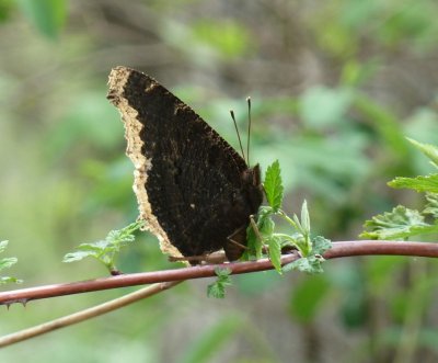 Mourning cloak  - Rotary Gardens, Janesville, WI - 2011-05-12