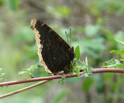 Mourning cloak - Rotary Gardens, Janesville, WI - 2011-05-12