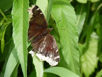 Mourning cloak - Cherokee Marsh, Madison, WI - 2010-06-19