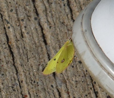 Clouded sulphur on shoe - near Westfield, WI - 2008-10-12