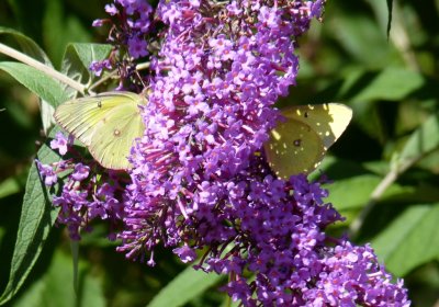 Clouded sulphurs - Fitchburg, WI - 2010-08-27