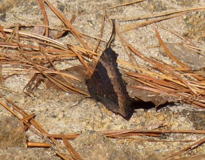 Milbert's tortoiseshell - near Eau Claire, WI - October 15, 2010 