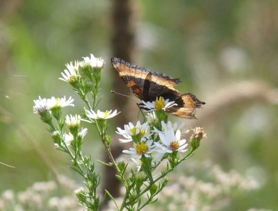 Milbert's tortoiseshell - Schurch Thompson Prairie, WI - September 27, 2010 