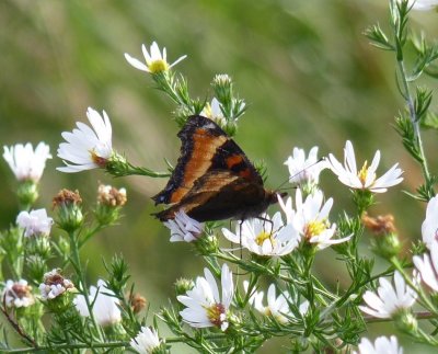 Milbert's tortoiseshell - Schurch Thompson Prairie, WI - September 27, 2010 