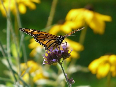 Monarch - Fitchburg, WI - September 19, 2008