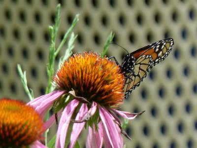 Monarch - Fitchburg, WI - July 25, 2010