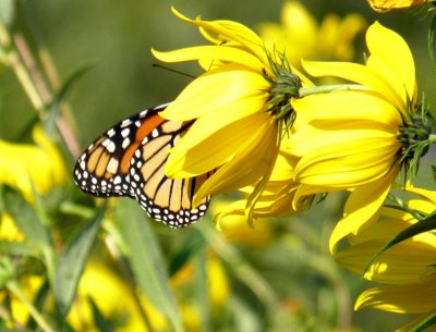 Monarch - Fitchburg, WI - September 15, 2010