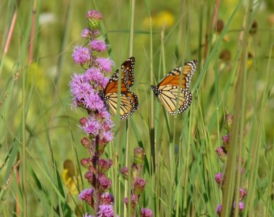 Monarchs - Badger Prairie County Park, Verona, WI - 2009