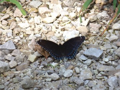 Red-spotted purple, Marquette County, WI, 2011-08-05