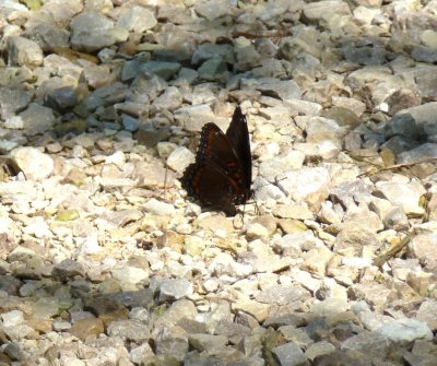 Red-spotted purple, Marquette County, WI, 2011-08-05