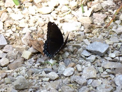 Red-spotted purple, Marquette County, WI, 2011-08-05