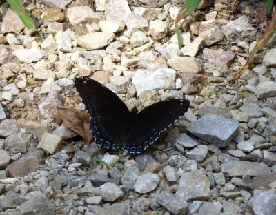 Red-spotted purple, Marquette County, WI, 2011-08-05