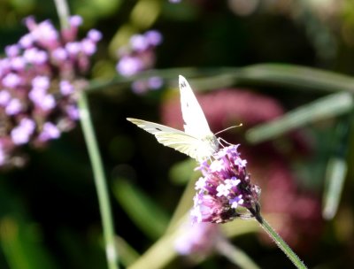 Cabbage white - Fitchburg, WI - 2008-10-12