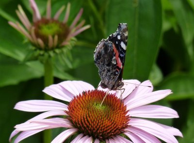 Red admiral  - Fitchburg, WI - July 4, 2010 
