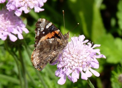 Red admiral  - Fitchburg, WI - June 11, 2010