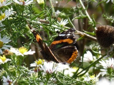 Red admiral - Schurch Thompson Prairie, WI - September 27, 2010 