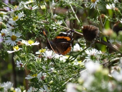 Red admiral - Schurch Thompson Prairie, WI - September 27, 2010 
