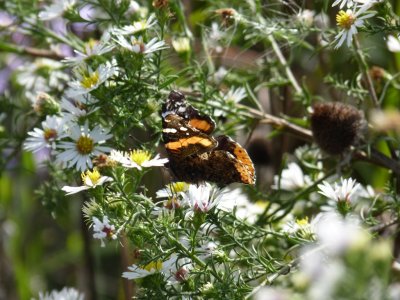 Red admiral - Schurch Thompson Prairie, WI - September 27, 2010 