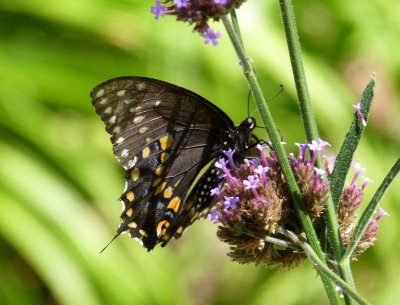 Black swallowtail  - Fitchburg, WI - August 27, 2010