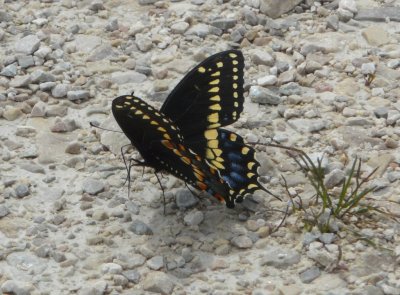 Black swallowtail  - Horicon Marsh, WI - May 15, 2010