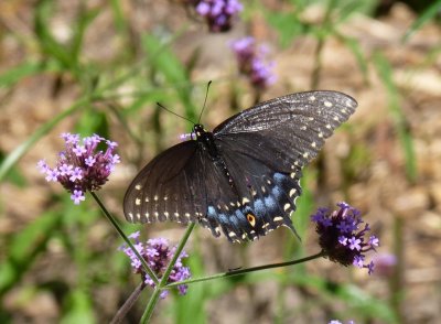 Black swallowtail  - Fitchburg, WI - August 27, 2010