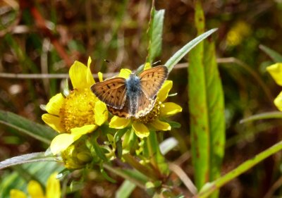 Purplish coppers - GALLERY