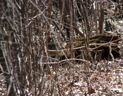 Almost there - Stricker's Pond, Middleton, WI - April, 13, 2011