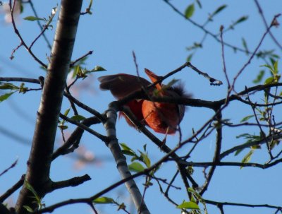 Cardinal in a turmoil - Stricker's Pond, Middleton, WI - April 19, 2010