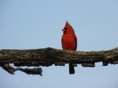 Cardinal - Stricker's Pond, Middleton, WI - April 25,  2011 