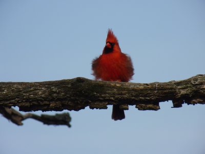 Cardinal - Stricker's Pond, Middleton, WI - April 25, 2011