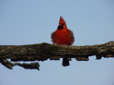 Cardinal - Stricker's Pond, Middleton, WI - April 25,  2011 