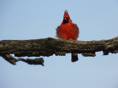 Cardinal - Stricker's Pond, Middleton, WI - April 25, 2011