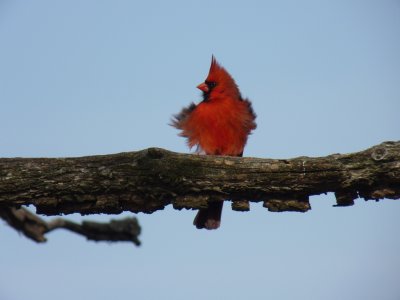 Cardinal - Stricker's Pond, Middleton, WI - April 25,  2011 