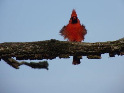 Cardinal - Stricker's Pond, Middleton, WI - April 25, 2011