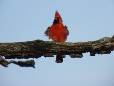 Cardinal - Stricker's Pond, Middleton, WI - April 25, 2011