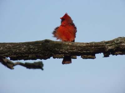 Cardinal - Stricker's Pond, Middleton, WI - April 25, 2011