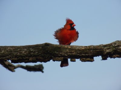 Cardinal - Stricker's Pond, Middleton, WI - April 25,  2011 