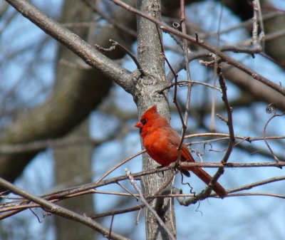 Cardinal - Schumann Park, Fitchburg, WI - April 5,  2010