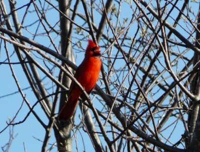 Cardinal - Strickers Pond, Middleton, WI - April 9, 2010