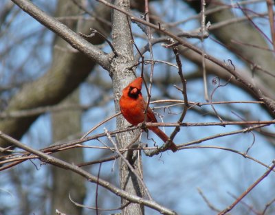 Cardinal - Schumann Park, Fitchburg, WI - April 5,  2010