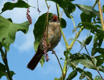 Cardinal female, young - Olbrich Park, Madison, WI - August 30, 2010