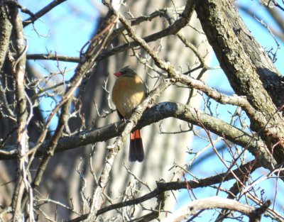 Cardinal female Stricker's Pond, Middleton, WI - February 9, 2012