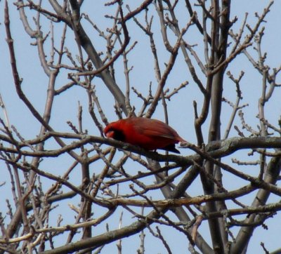 Cardinal - listening, scratching, resting? - Seminole Glen Park, Fitchburg, WI - March 19, 2011
